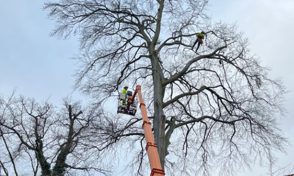 Baumpflege 1