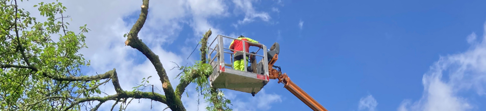 BildstreifenBaumpflege