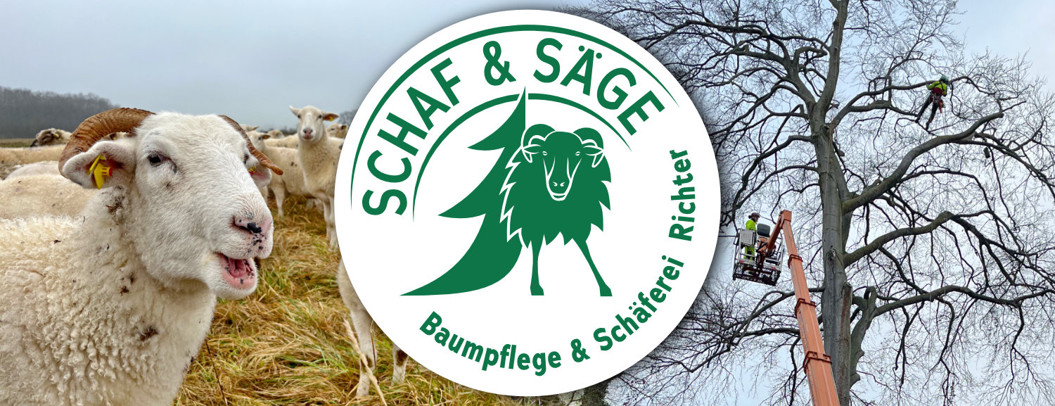 Schaf und Baum